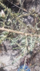 Aspalathus ternata