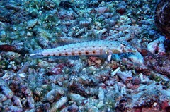 Parapercis multiplicata