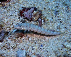 Parapercis multiplicata