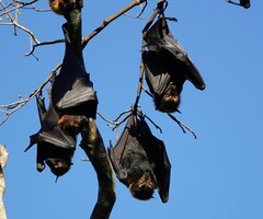 Pteropus conspicillatus