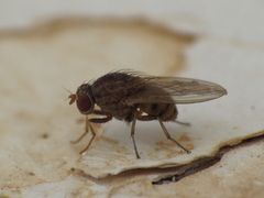 Lauxaniidae