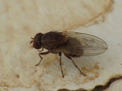 Lauxaniidae