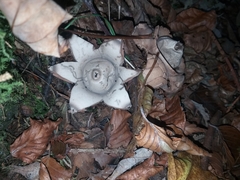 Geastrum