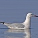 Slender-billed Gull - Photo (c) Lip Kee Yap, some rights reserved (CC BY-SA)