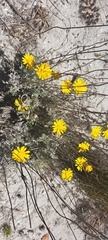 Leysera gnaphalodes