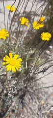Leysera gnaphalodes
