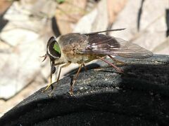 Scaptia similis