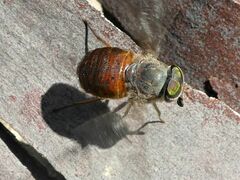 Scaptia similis