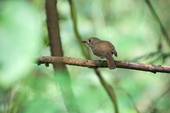 Cyornis glaucicomans