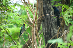 Chrysococcyx maculatus
