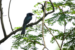 Dicrurus remifer tectirostris