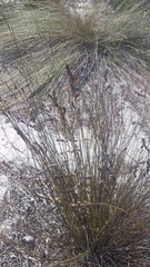 Restio sieberi