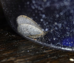 Operophtera occidentalis