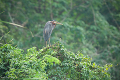 Ardea purpurea manilensis