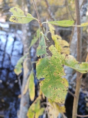 Salix cinerea