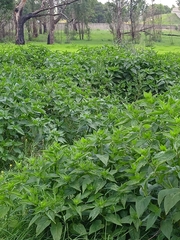 Thunbergia natalensis