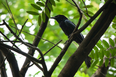 Dicrurus hottentottus brevirostris