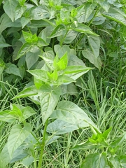 Thunbergia natalensis