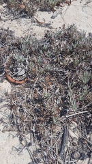 Lampranthus explanatus