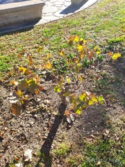 Vitis vinifera