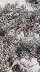 Lampranthus explanatus