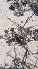 Lampranthus explanatus