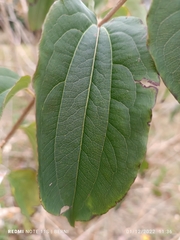 Adenanthos sericeus