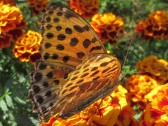 Argynnis