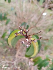 Adenanthos sericeus