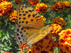 Argynnis