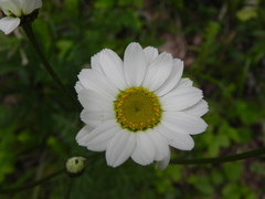 Tanacetum corymbosum