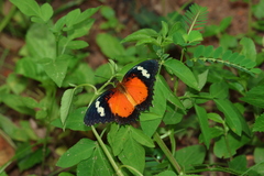 Cethosia hypsea