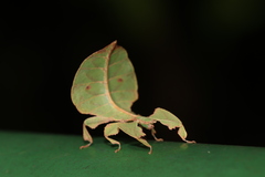 Pulchriphyllium bioculatum