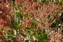 Rumex nervosus