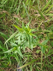 Conostomium natalense