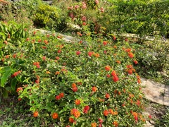 Lantana camara