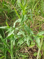 Conostomium natalense