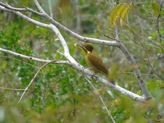 Piculus chrysochloros