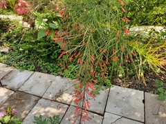 Russelia equisetiformis