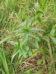 Conostomium natalense