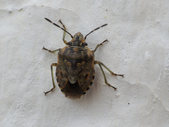 Holcogaster fibulata