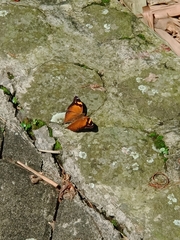 Doleschallia bisaltide