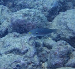 Stethojulis bandanensis