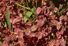 Rumex nervosus