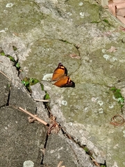 Doleschallia bisaltide