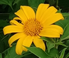 Tithonia diversifolia