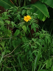 Tithonia diversifolia