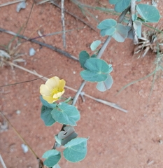 Abutilon austro-africanum