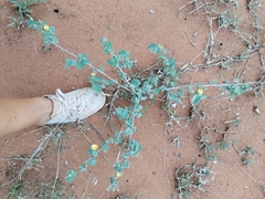 Abutilon austro-africanum
