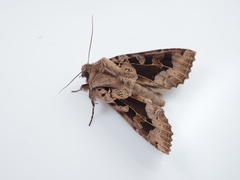 Clavipalpula aurariae